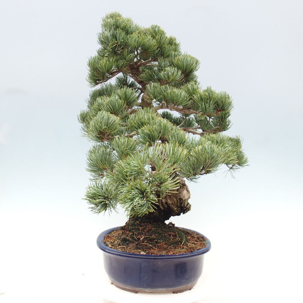 Outdoor bonsai - Pinus parviflora - Small pine tree