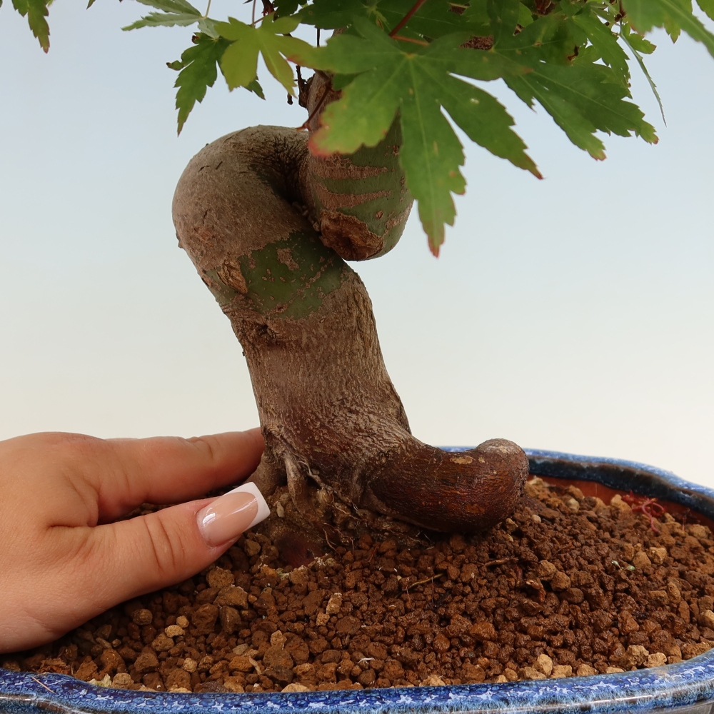 Outdoor bonsai - Maple Burger - Acer Burgerianum