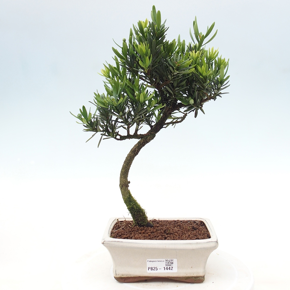 Indoor bonsai - Podocarpus - Stone thous