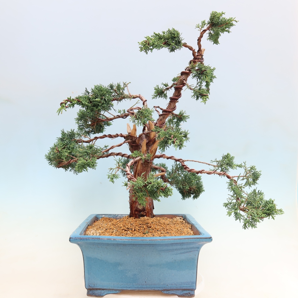 Outdoor bonsai - Juniperus chinensis Kishu