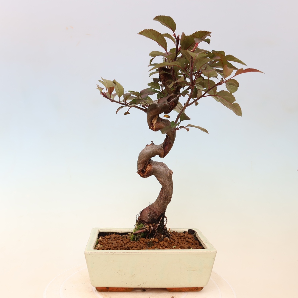 Outdoor bonsai -Malus domestica - Small-fruited red-leaved apple tree