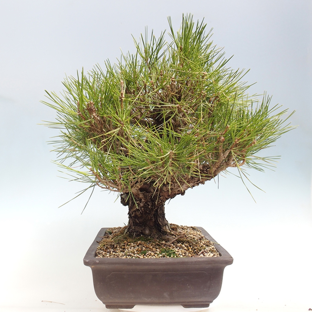 Outdoor bonsai - Pinus thunbergii - Thunberg pine