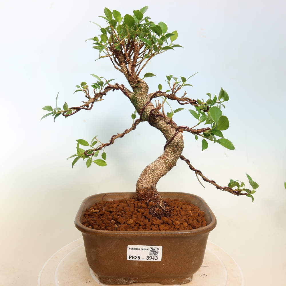 Room bonsai - Ficus kimmen - small-leaved ficus