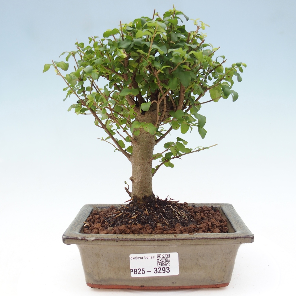 Room bonsai -Ligustrum chinensis - Birds Beak