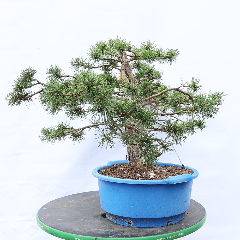 Pinus sylvestris Spain - Scots pine
