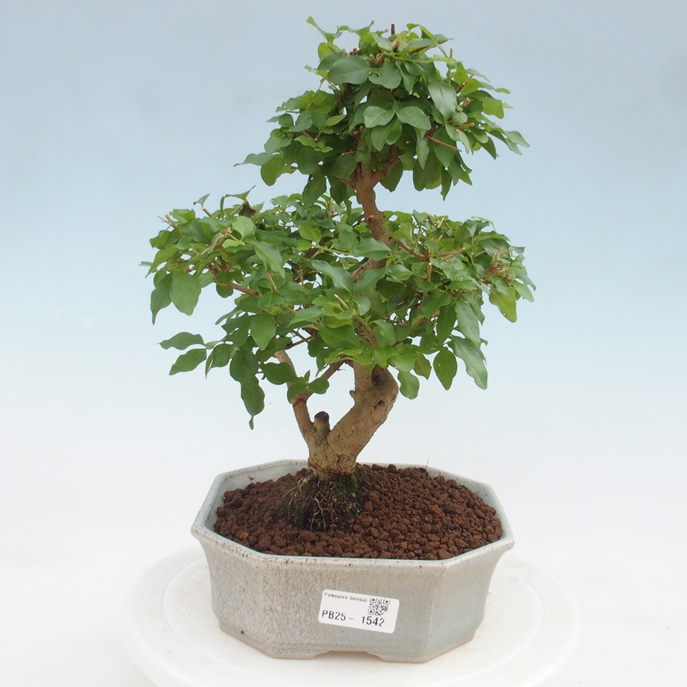 Indoor bonsai -Ligustrum chinensis - Bird's beak