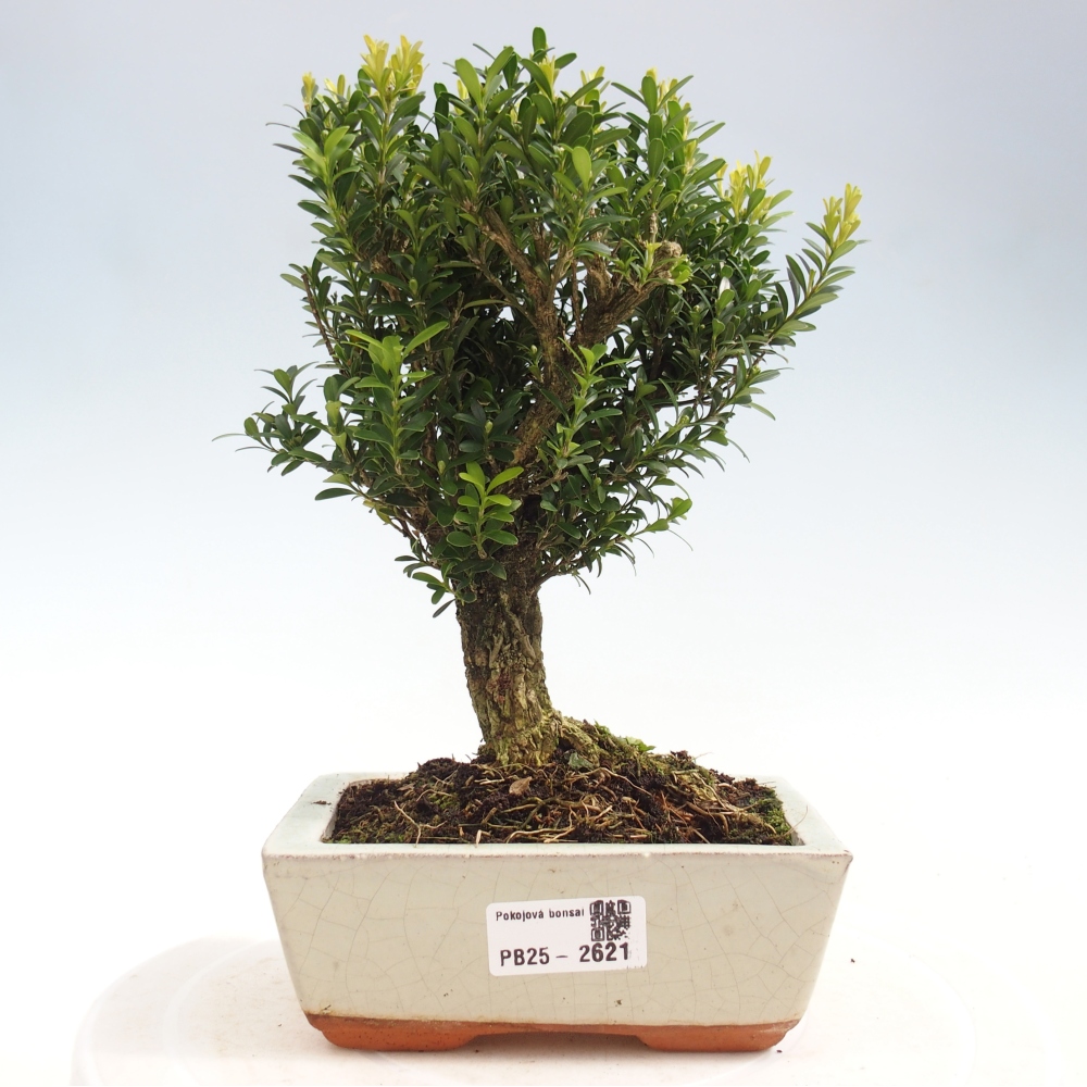 Room Bonsai - Buxus harlandii - Cork boxwood