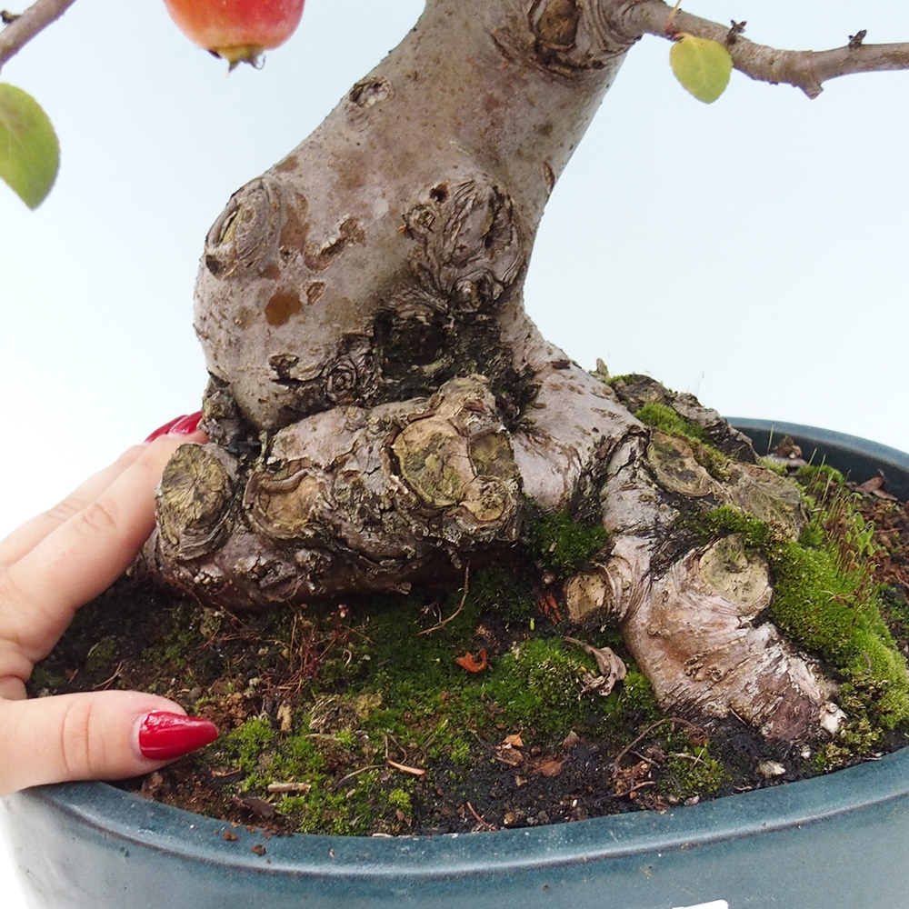 Outdoor bonsai - Malus halliana - Small-fruited apple tree