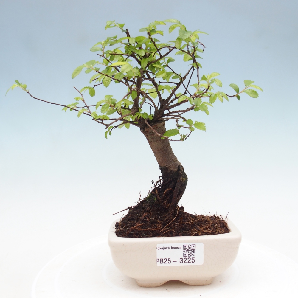 Room bonsai - Ulmus parvifolia - Small-leaved elm