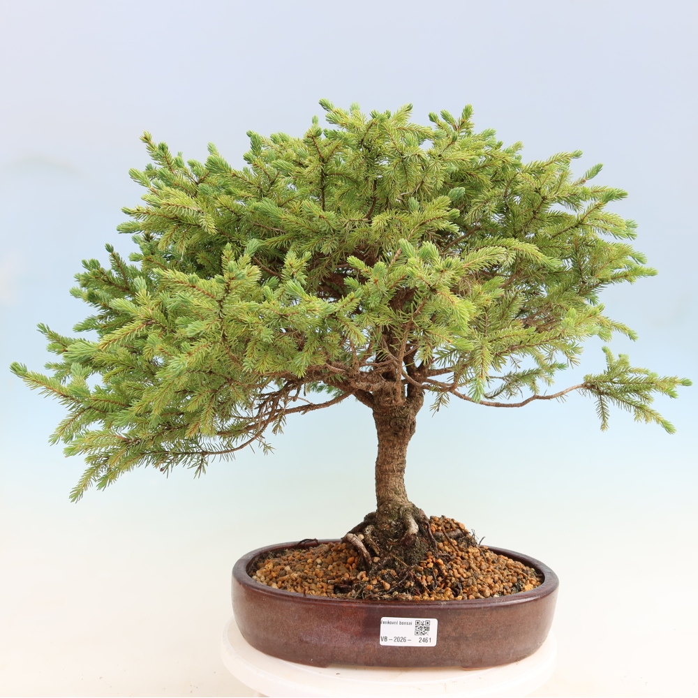 Outdoor Bonsai - Picea glauca Echiniformis – Blue Spruce