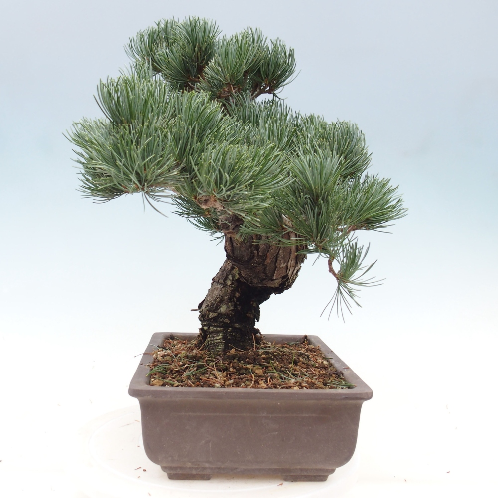 Outdoor bonsai - Pinus parviflora - Small pine tree