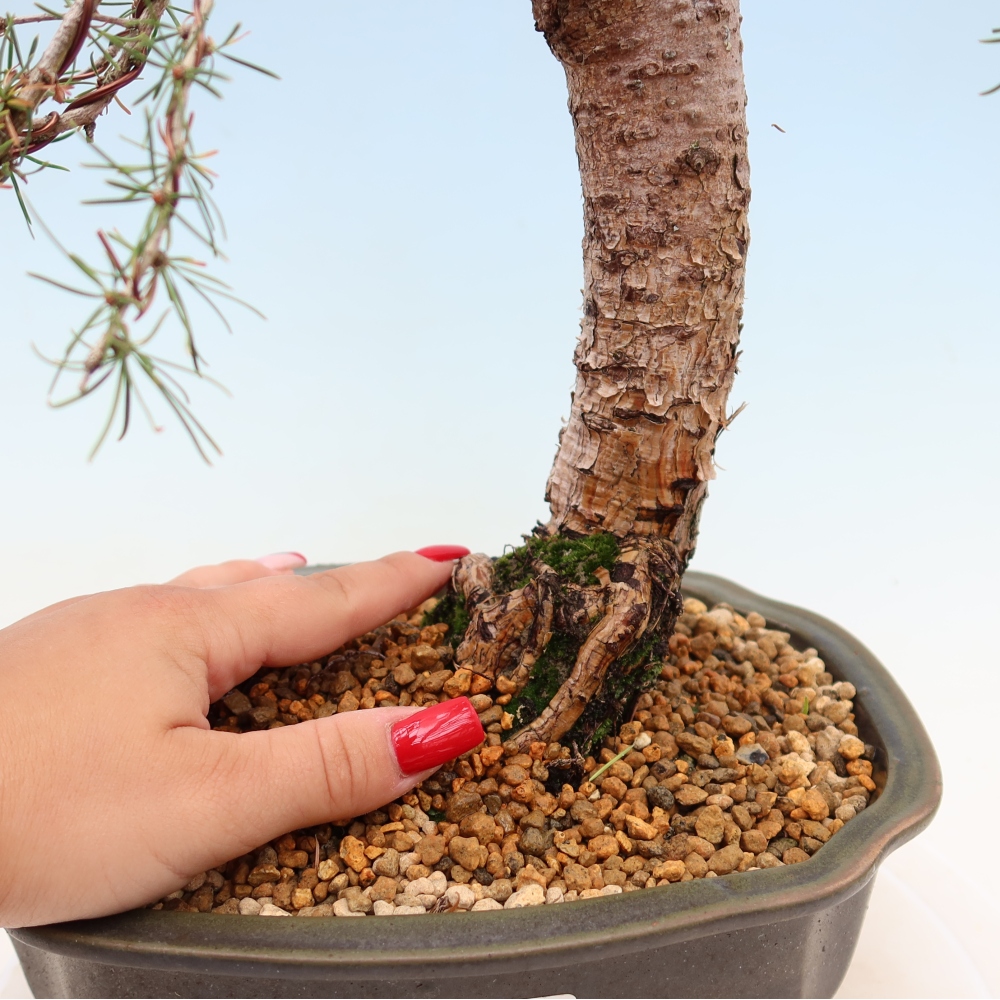 Outdoor bonsai -Larix decidua - Larch
