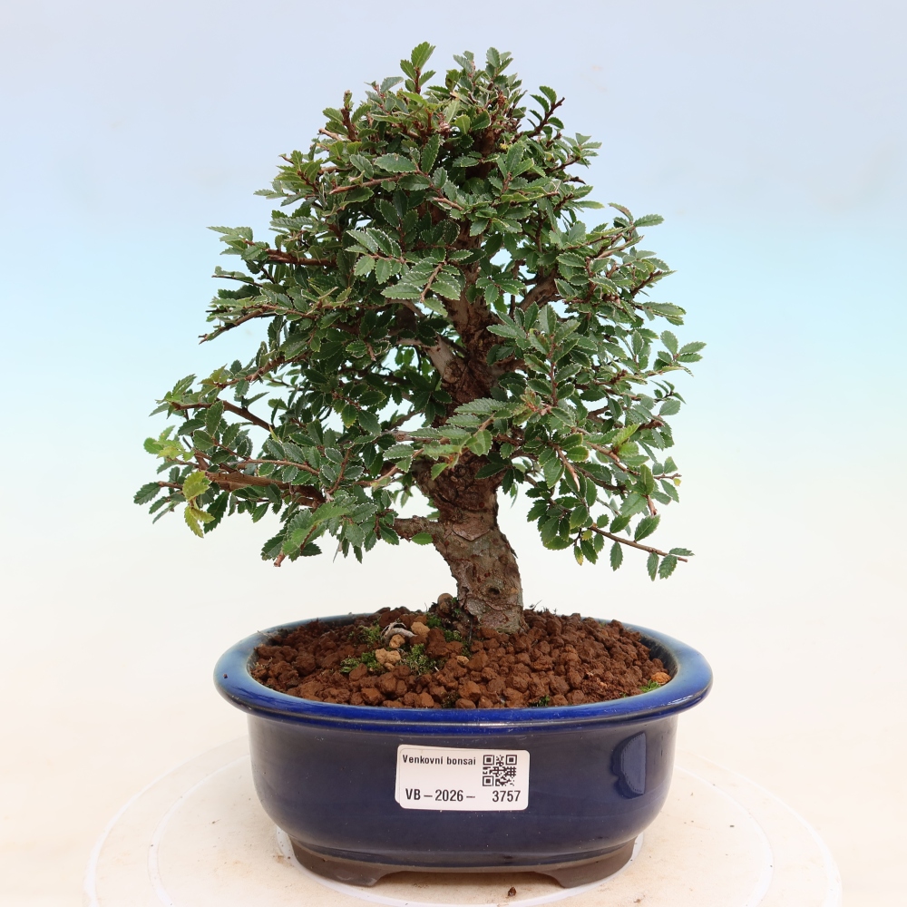 Outdoor bonsai - Zelkova - Zelkova NIRE