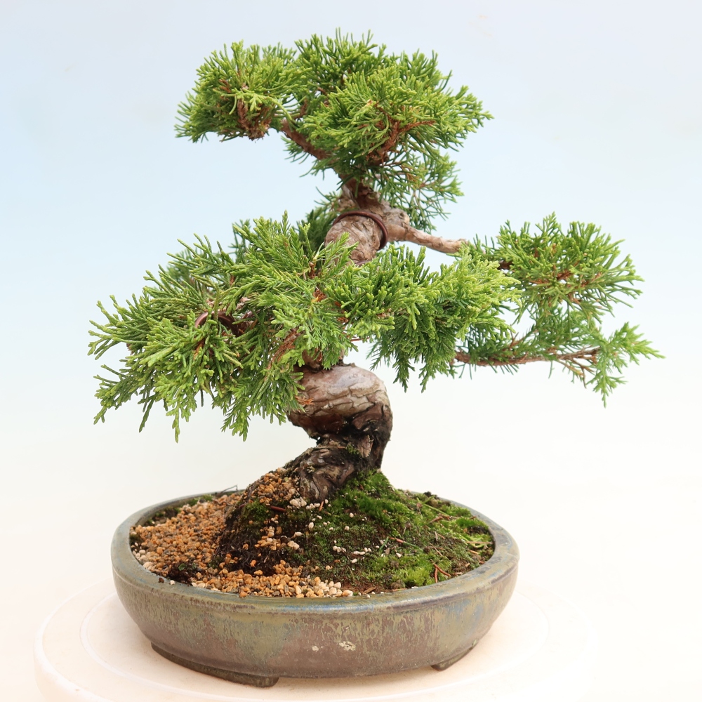 Outdoor Bonsai - Juniperus chinensis Itoigawa - Chinese Juniper