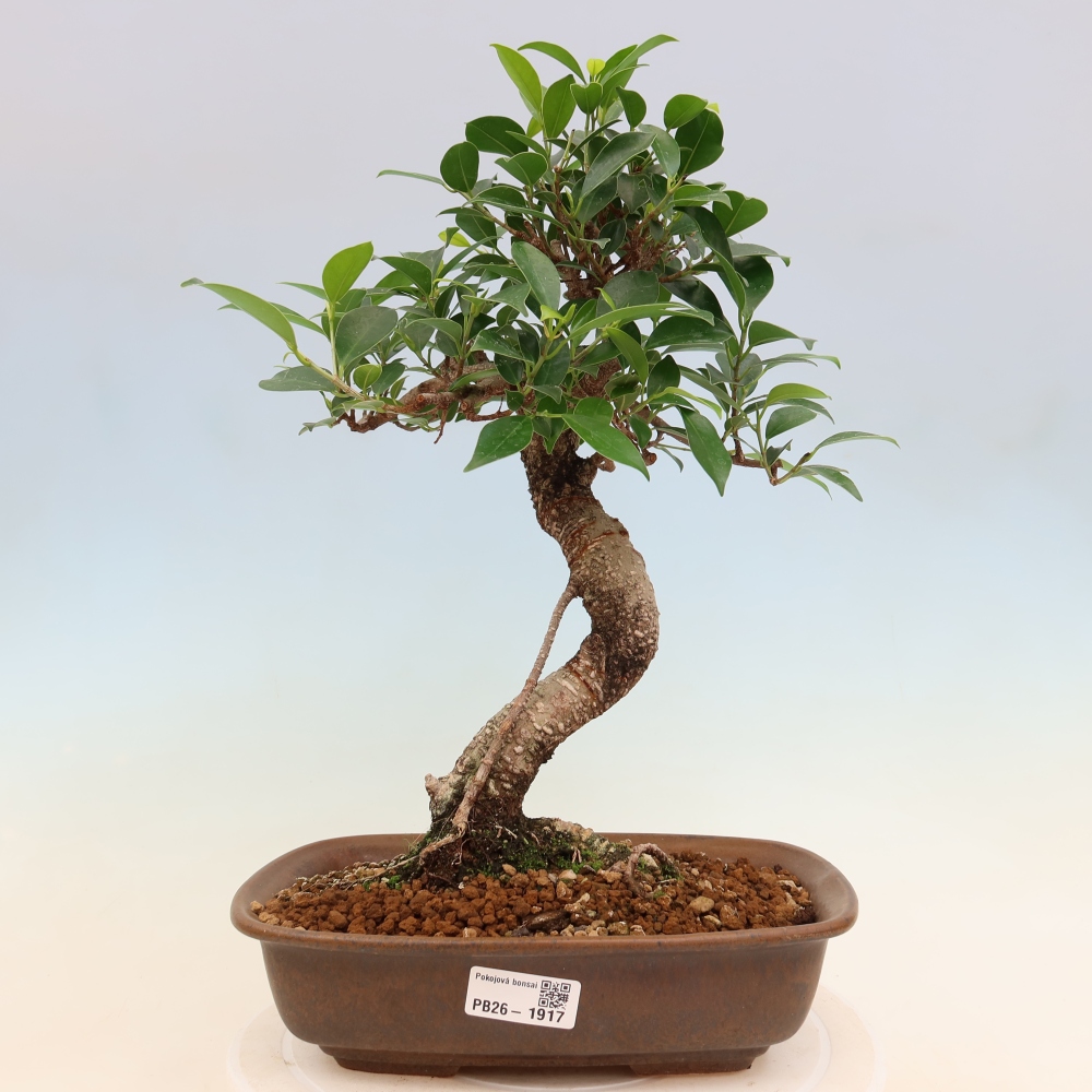 Room bonsai - Ficus kimmen - small-leaved ficus