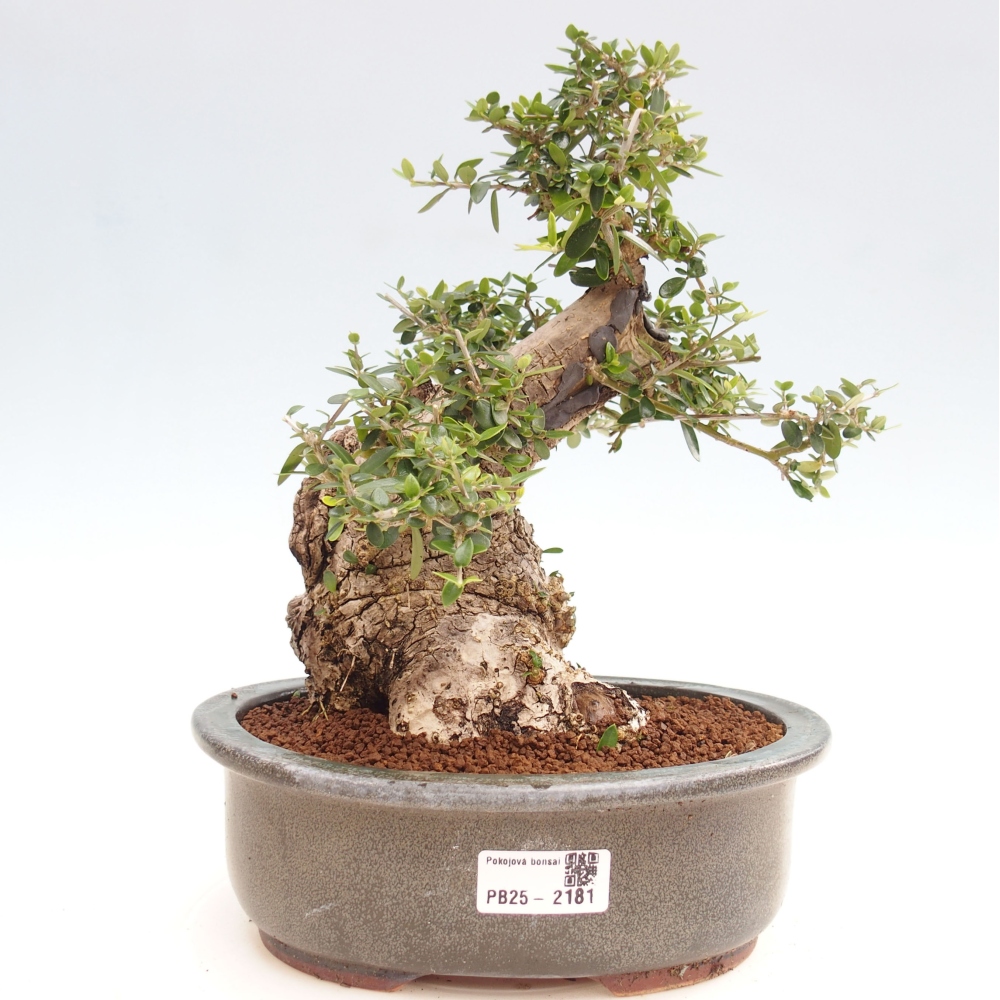 Indoor bonsai - Olea europaea sylvestris - European small-leaved olive oil