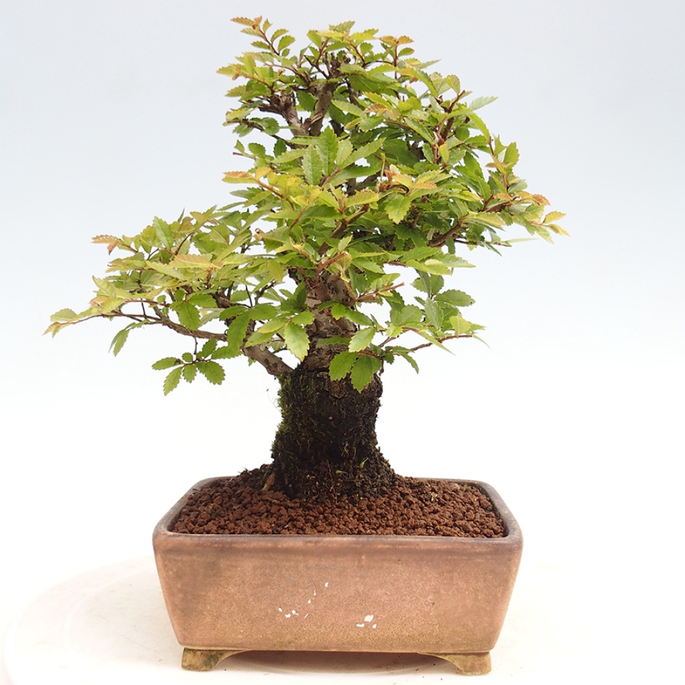 Outdoor bonsai - Zelkova - Zelkova NIRE
