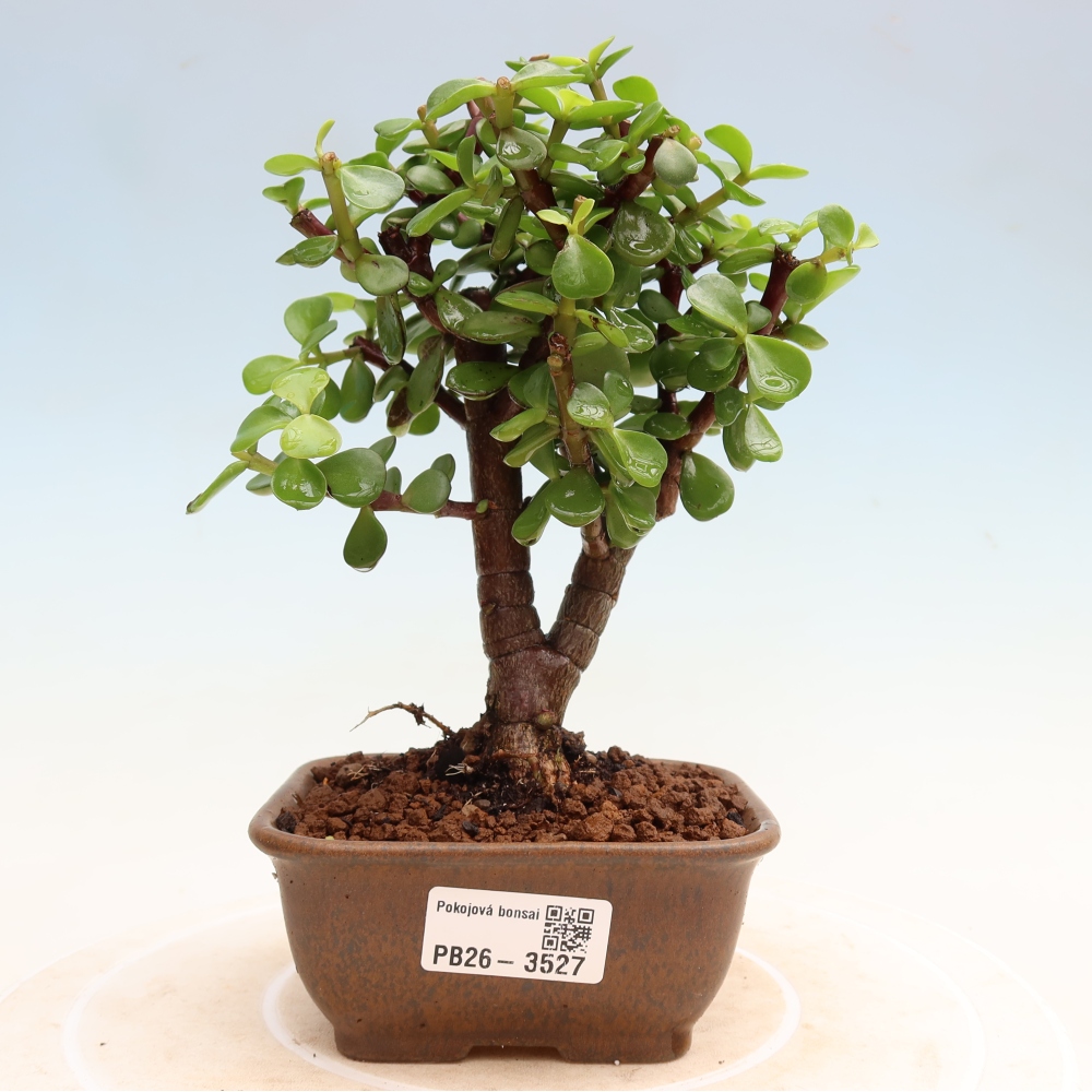 Room bonsai - Portulakaria Afra - Tlustice