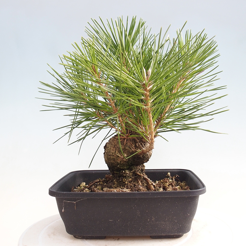 Outdoor bonsai - Pinus thunbergii - Thunberg pine