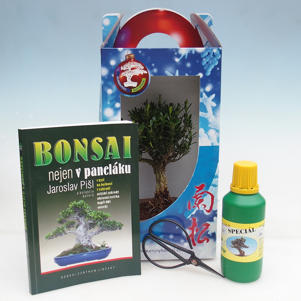 Room bonsai in gift box Buxus harlandii - cork buxus