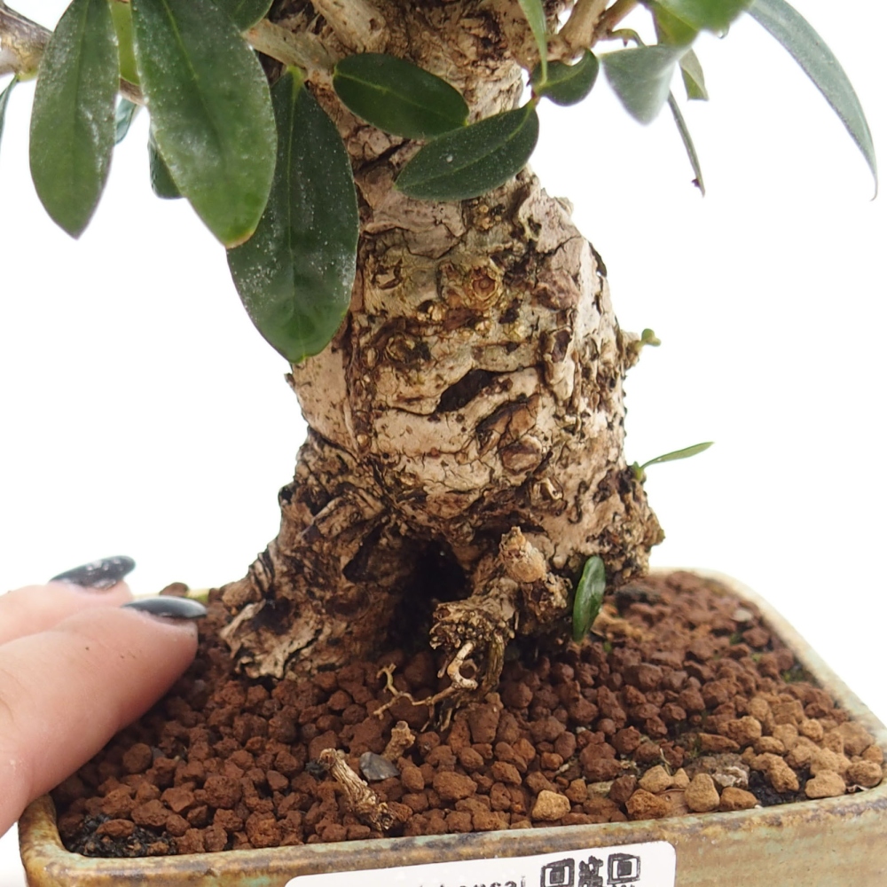 Indoor bonsai - Olea europaea sylvestris - European small-leaved olive oil