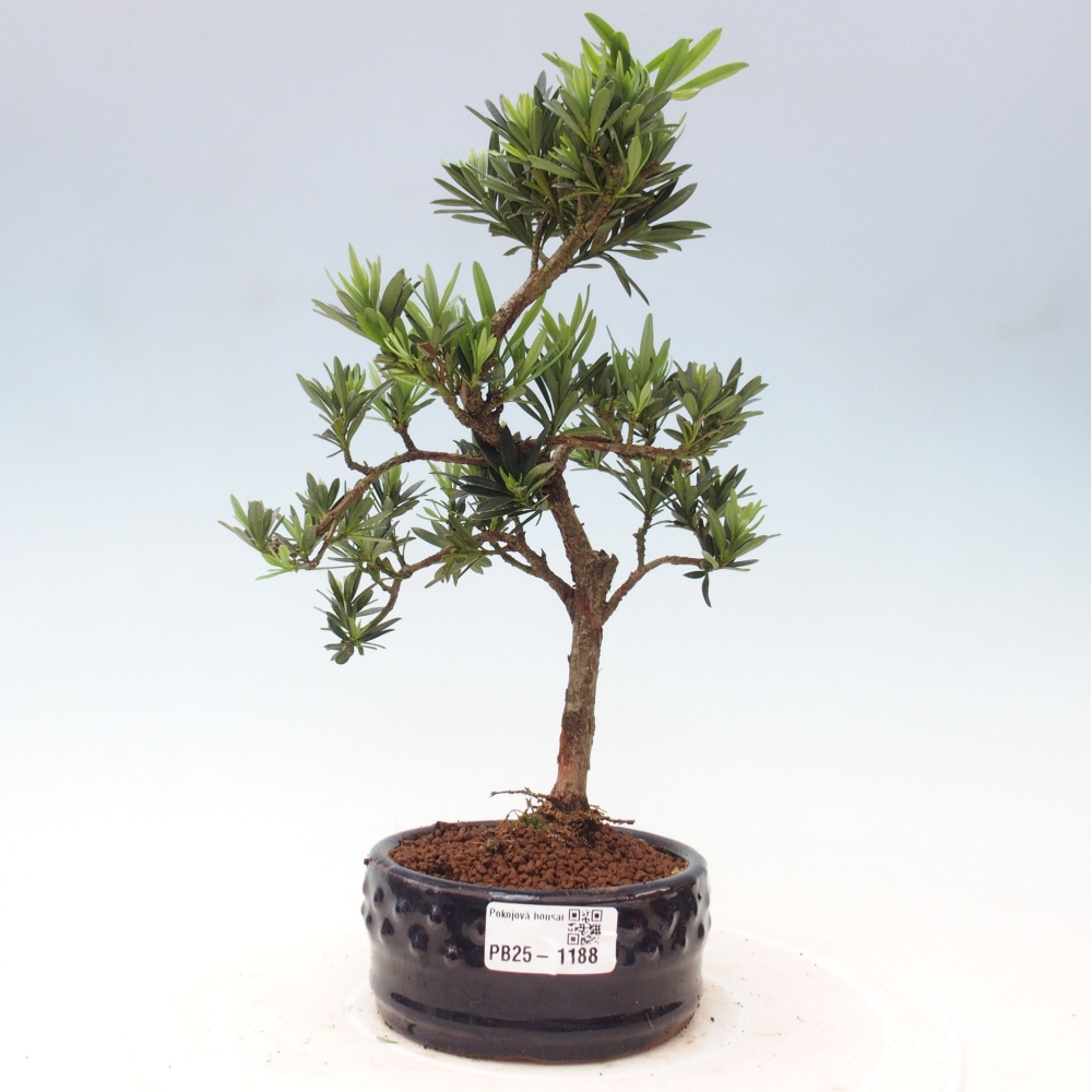 Indoor bonsai - Podocarpus - Stone thous