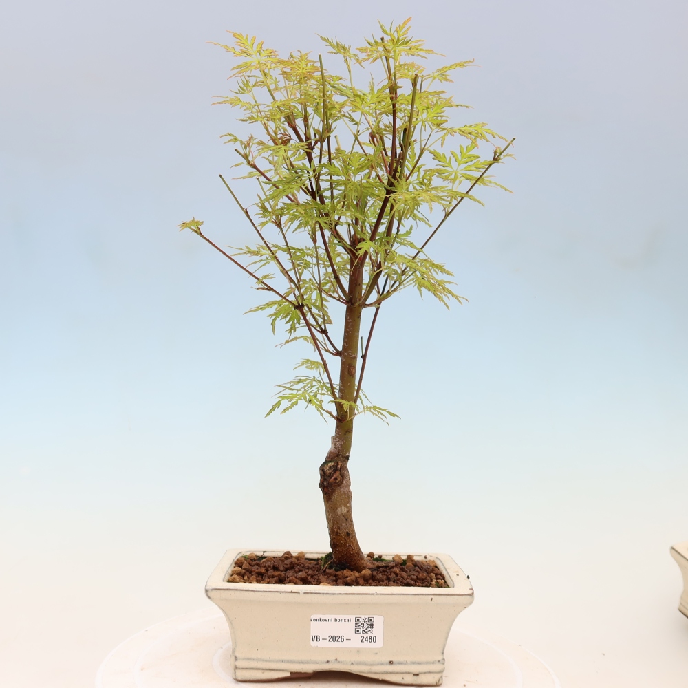 Outdoor Bonsai - Acer palmatum Dissectum - Japanese Maple 