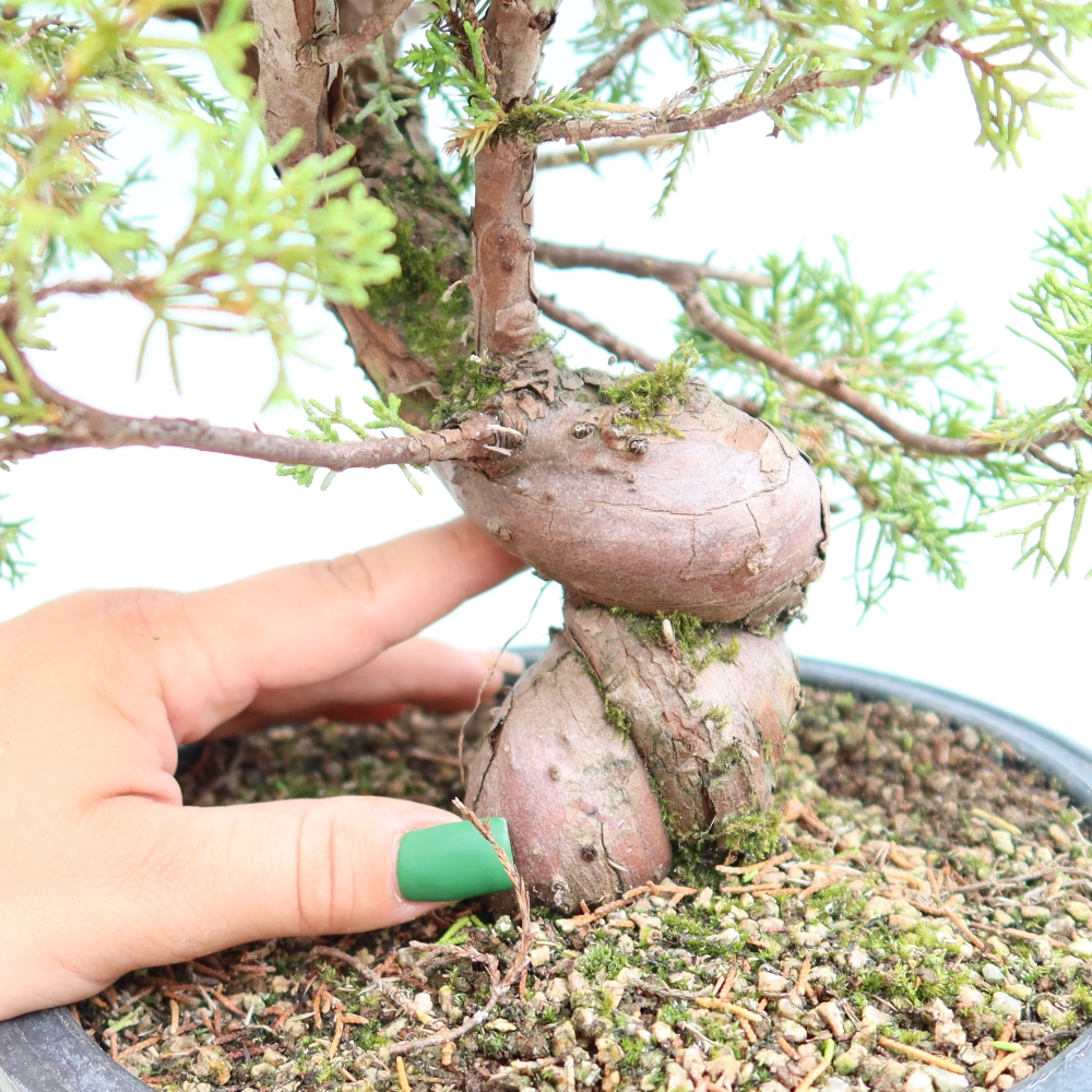 Outdoor Bonsai - Juniperus chinensis Itoigawa - Chinese Juniper