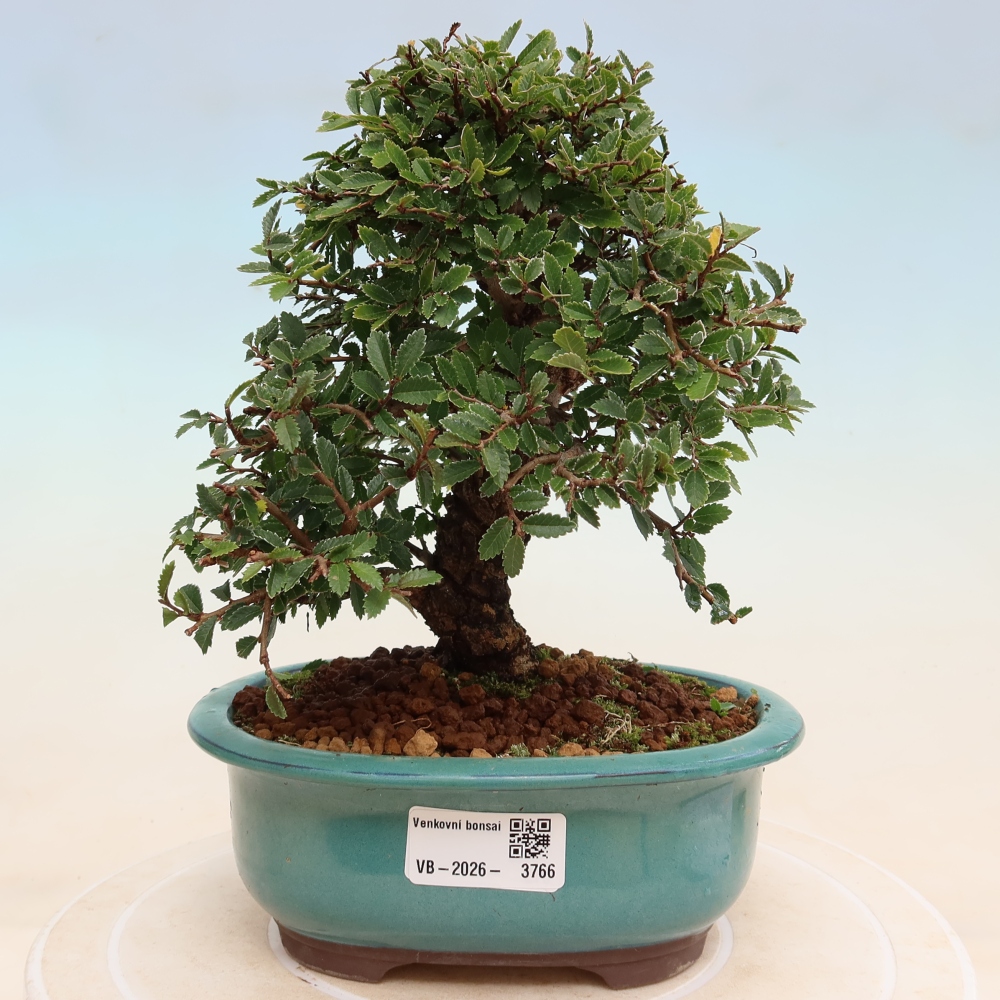 Outdoor bonsai - Zelkova - Zelkova NIRE