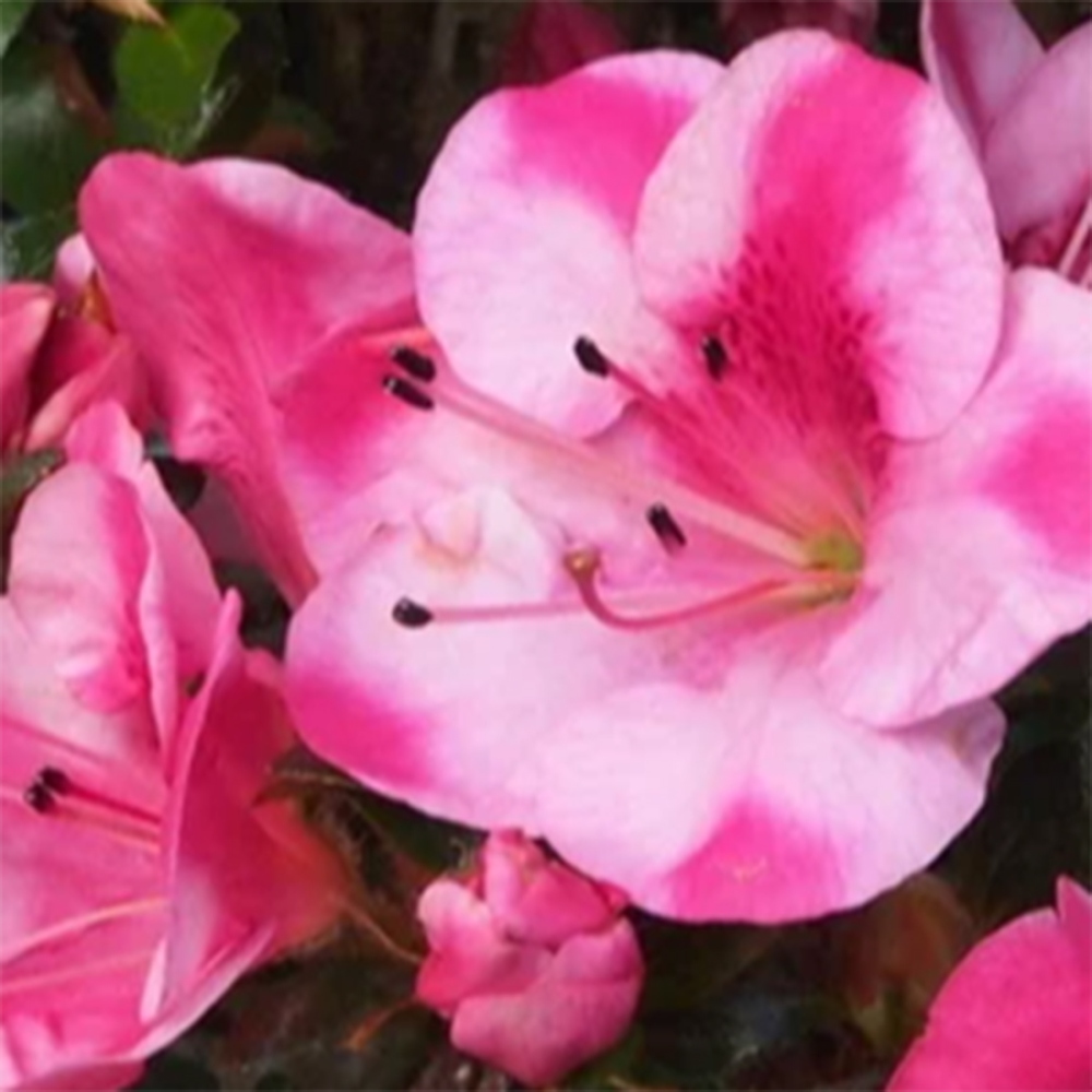 Outdoor bonsai - Japanese Azalea - Azalea Kobai