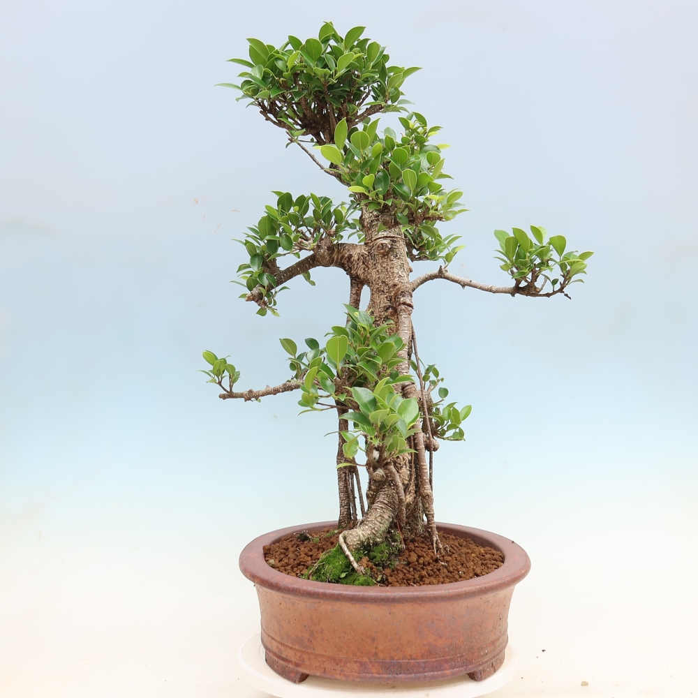 Room bonsai - Ficus kimmen - small-leaved ficus
