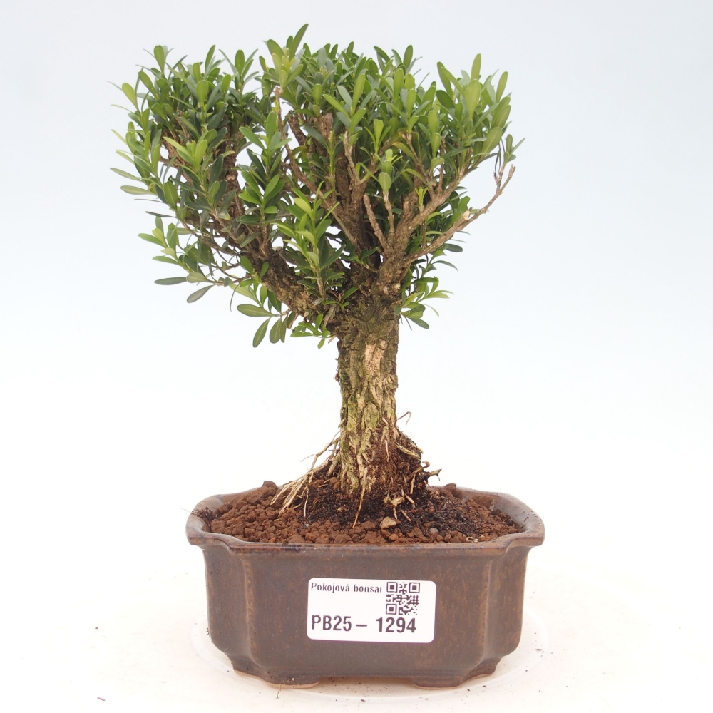 Room bonsai - Buxus harlandii - cork buxus