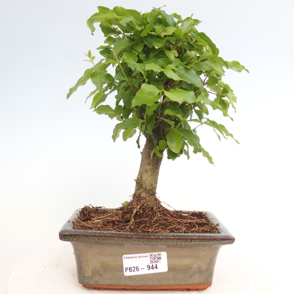 Room bonsai -Ligustrum chinensis - Birds Beak