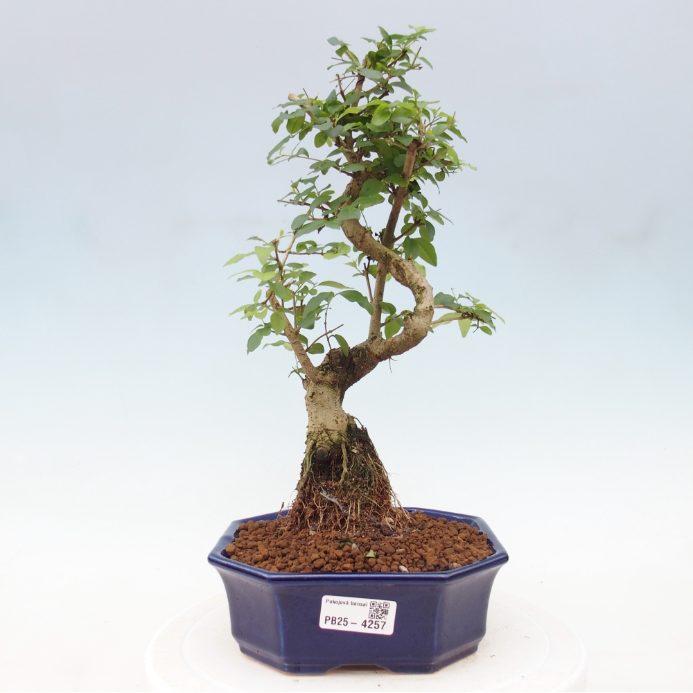 Room bonsai -Ligustrum chinensis - Birds Beak