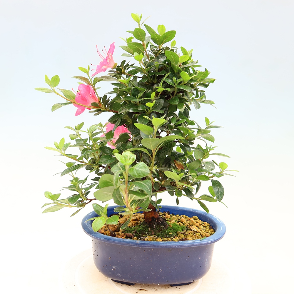 Outdoor bonsai - Japanese Azalea - Azalea Kobai