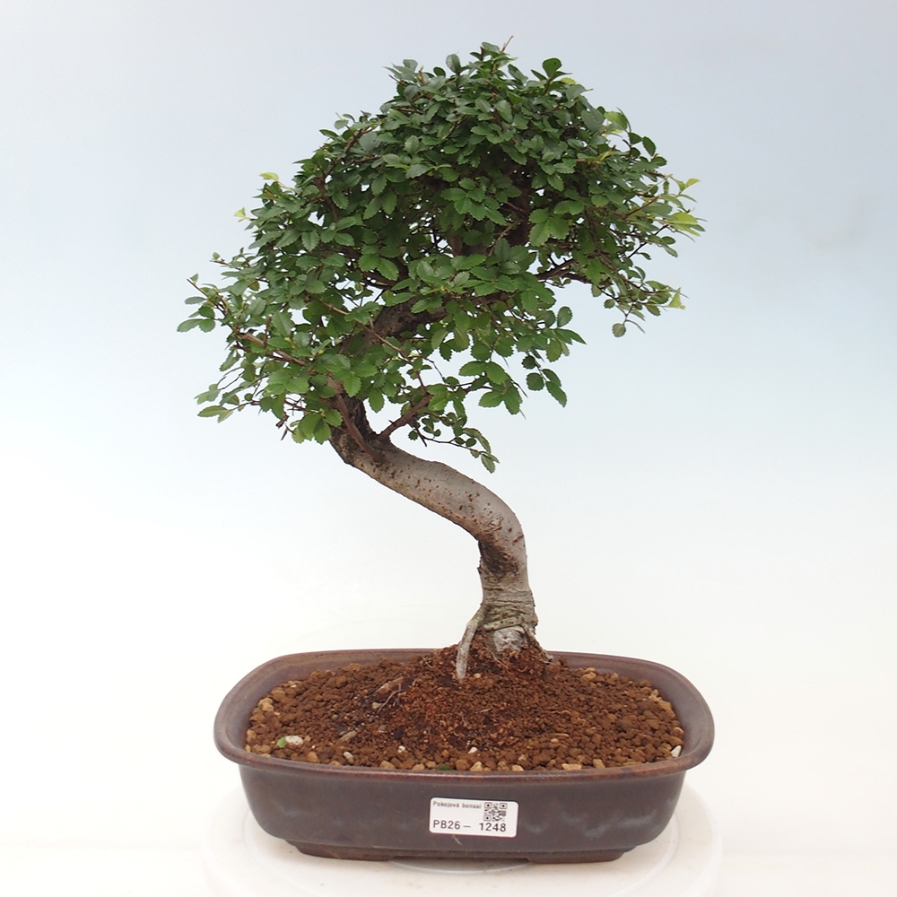 Room bonsai - Ulmus parvifolia - Small-leaved elm