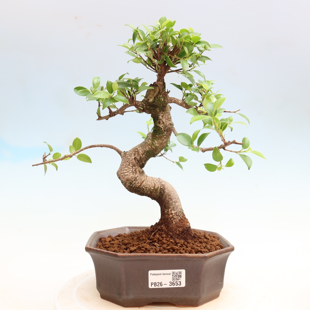 Room bonsai - Ficus kimmen - small-leaved ficus
