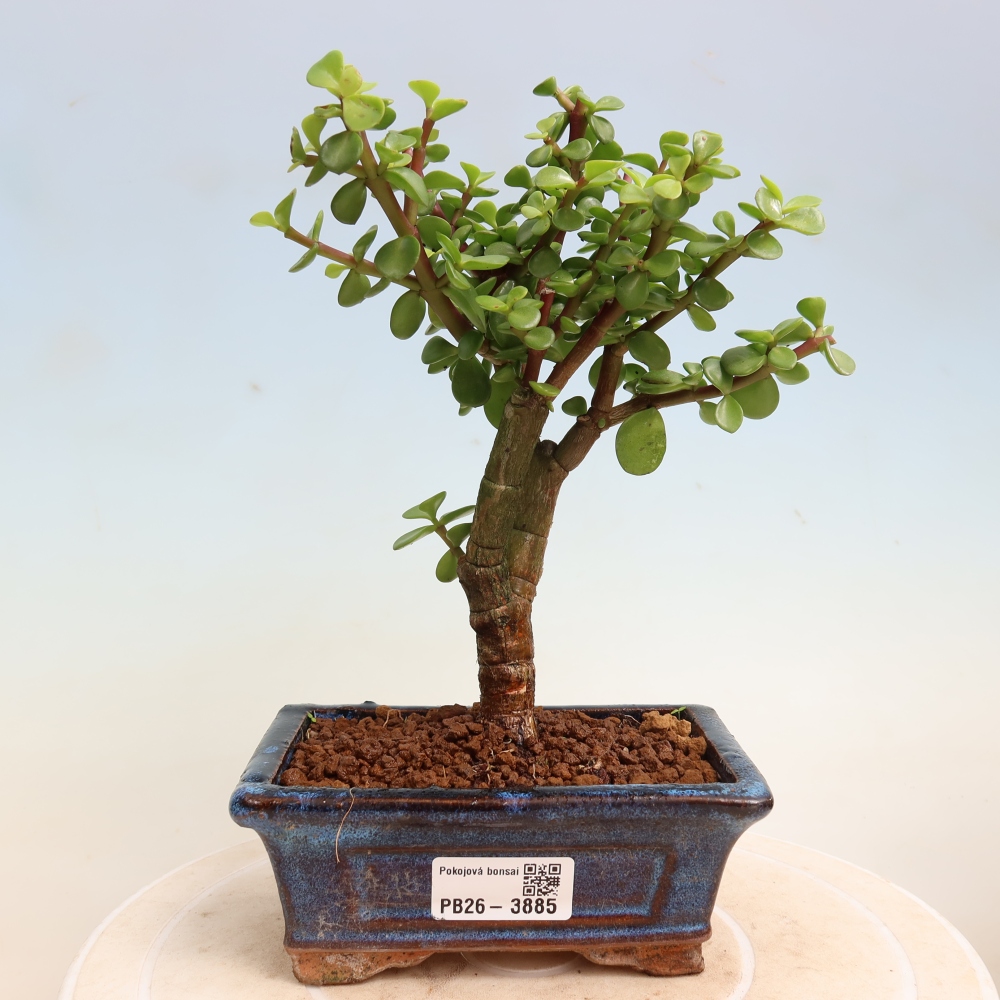 Room bonsai - Portulakaria Afra - Tlustice