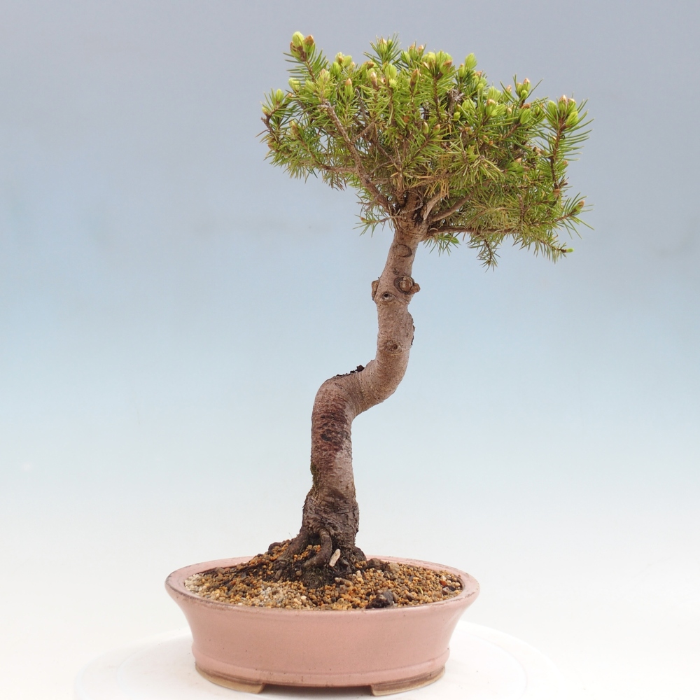 Outdoor bonsai - Spruce - Picea glauca globe