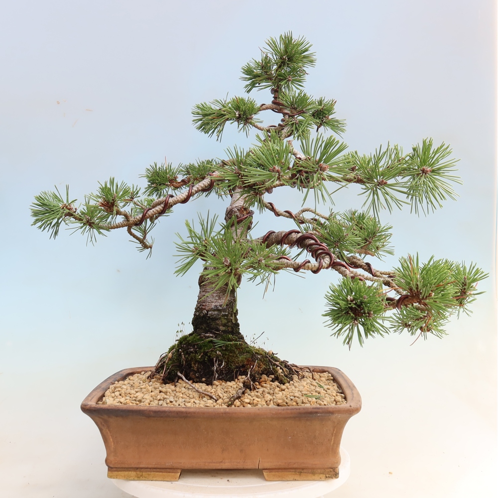 Outdoor Bonsai - Pinus mugo Humpy  - Mountain Pine