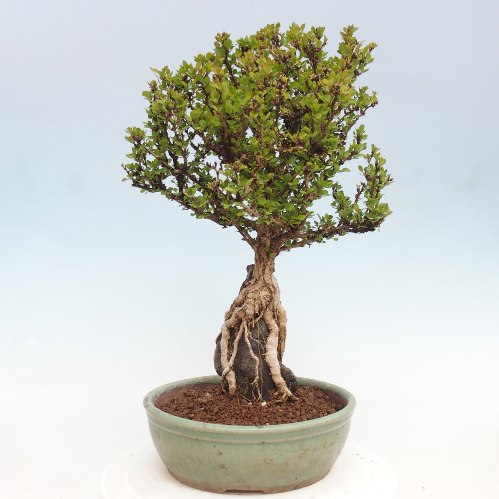 Outdoor bonsai - Berberis coreana