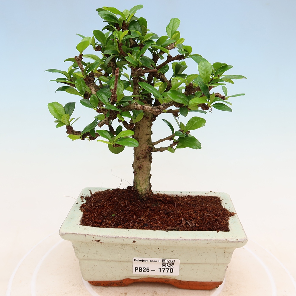 Room bonsai - Carmona macrophylla - Tea fuki