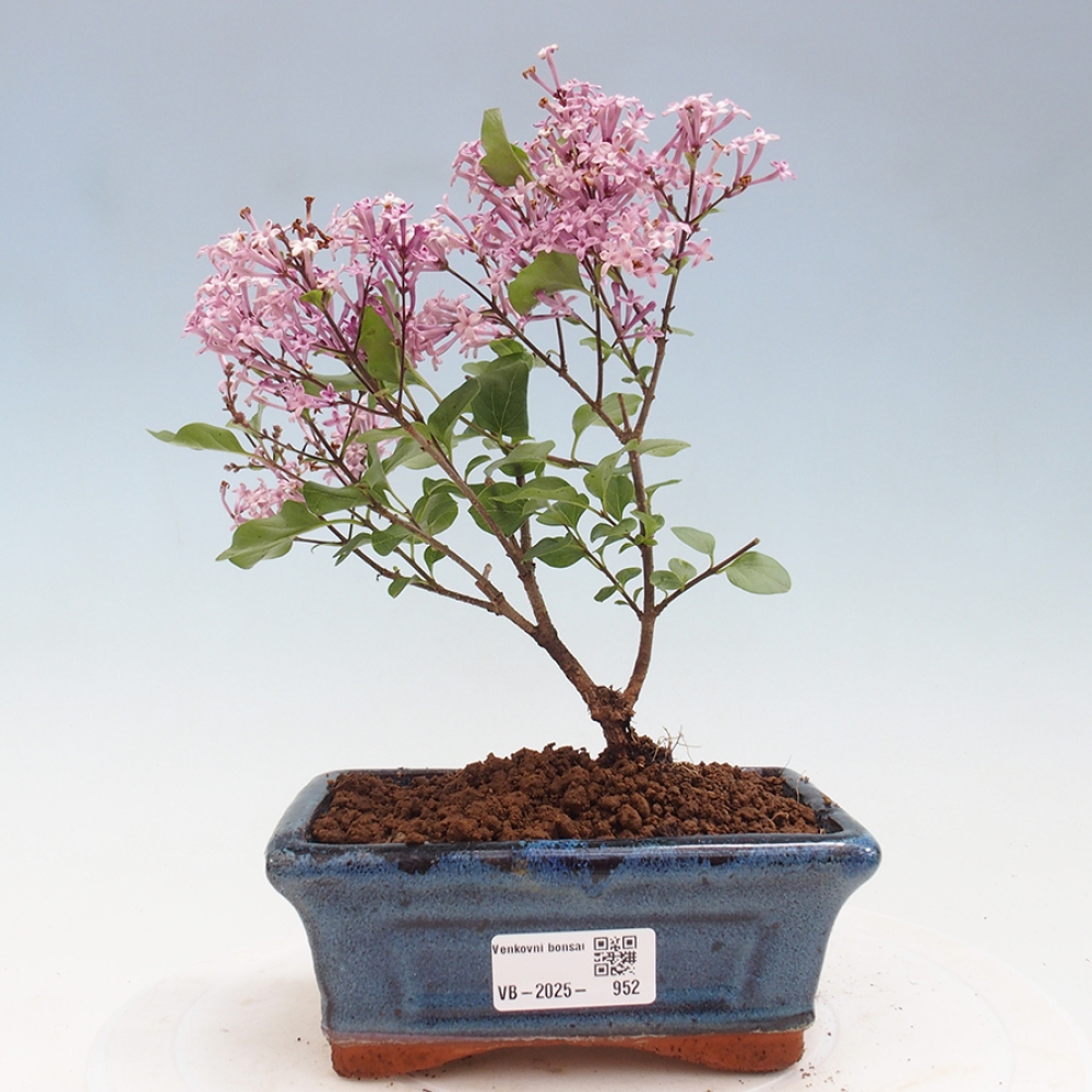 Outdoor bonsai - Syringa Meyeri Palibin - Meyer's Lilac