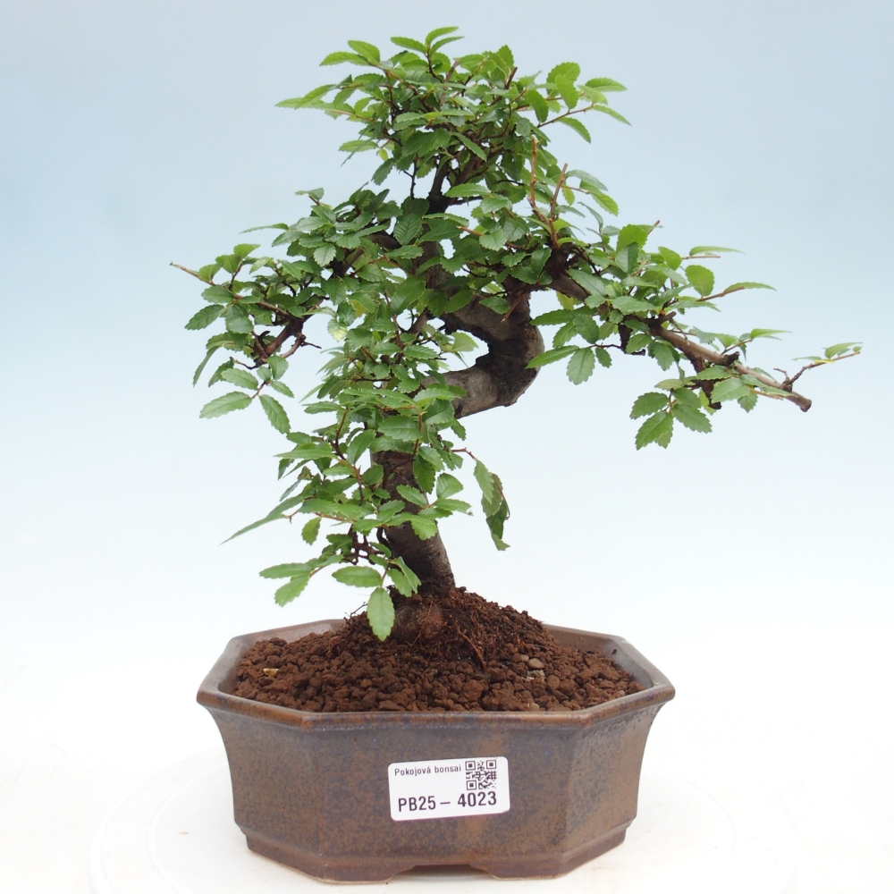 Room bonsai - Ulmus parvifolia - Small-leaved elm