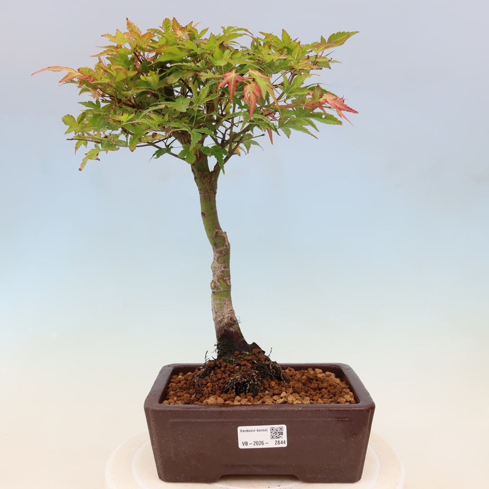 Norway maple - Acer palmatum Beni Tsukasa