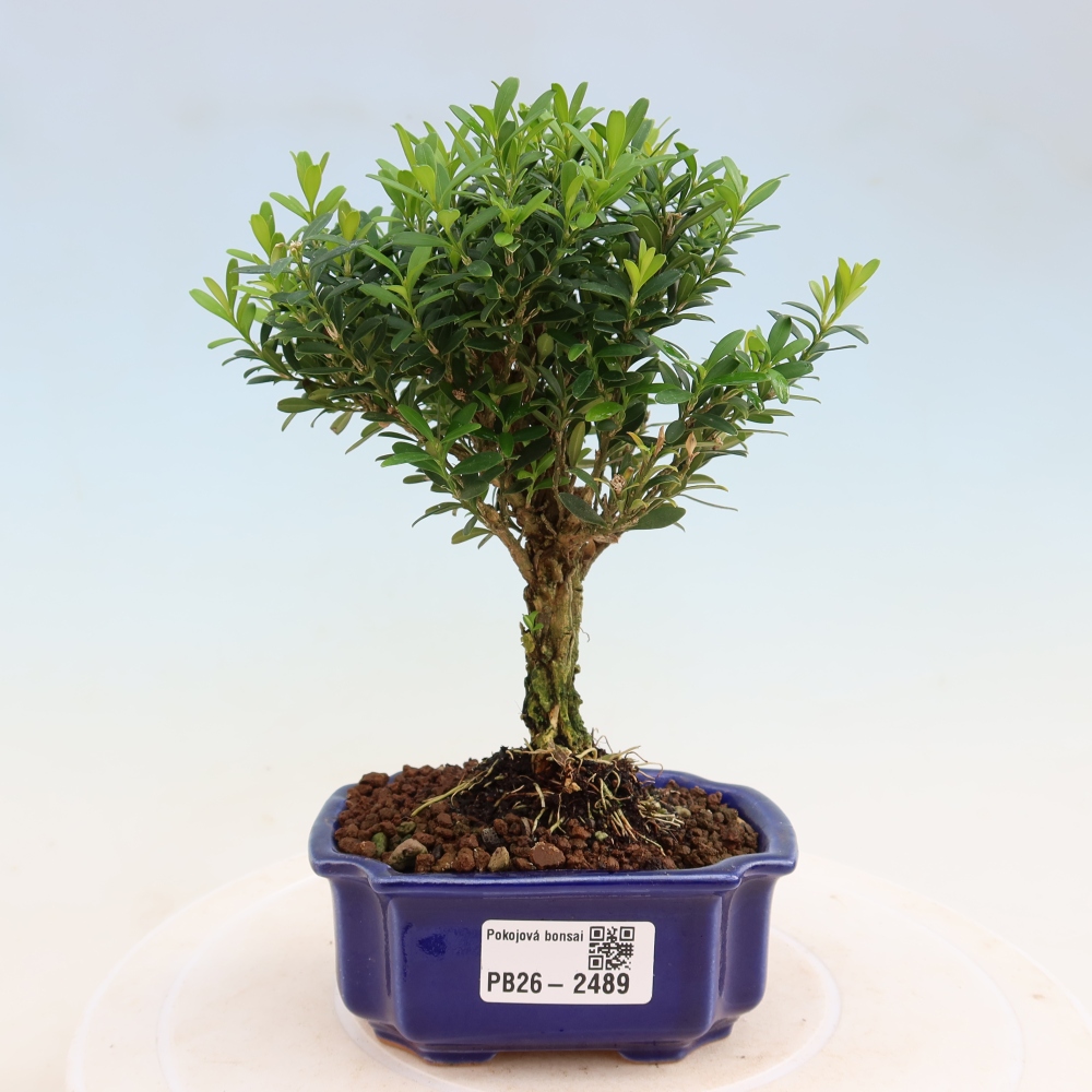 Room bonsai - Buxus harlandii - cork buxus