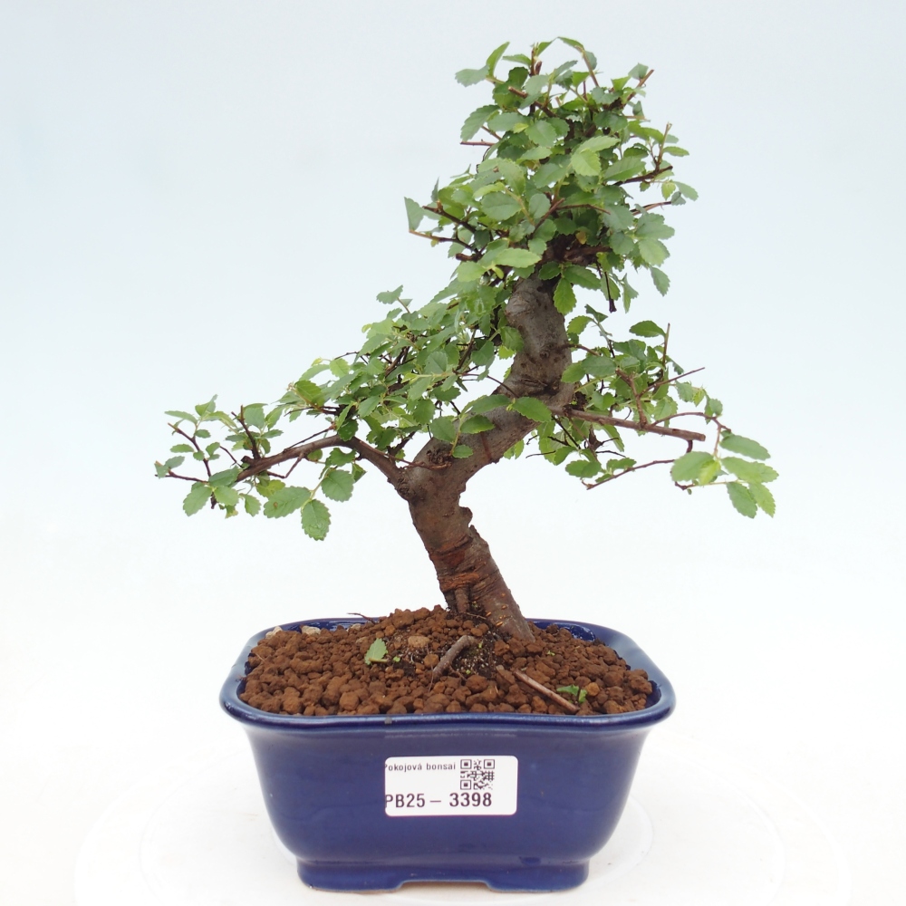 Room bonsai - Ulmus parvifolia - Small-leaved elm