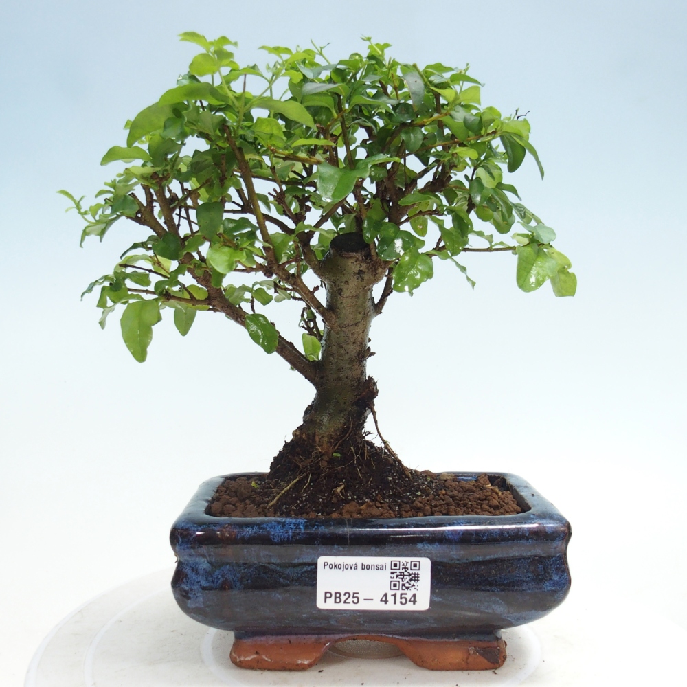 Room bonsai -Ligustrum chinensis - Birds Beak