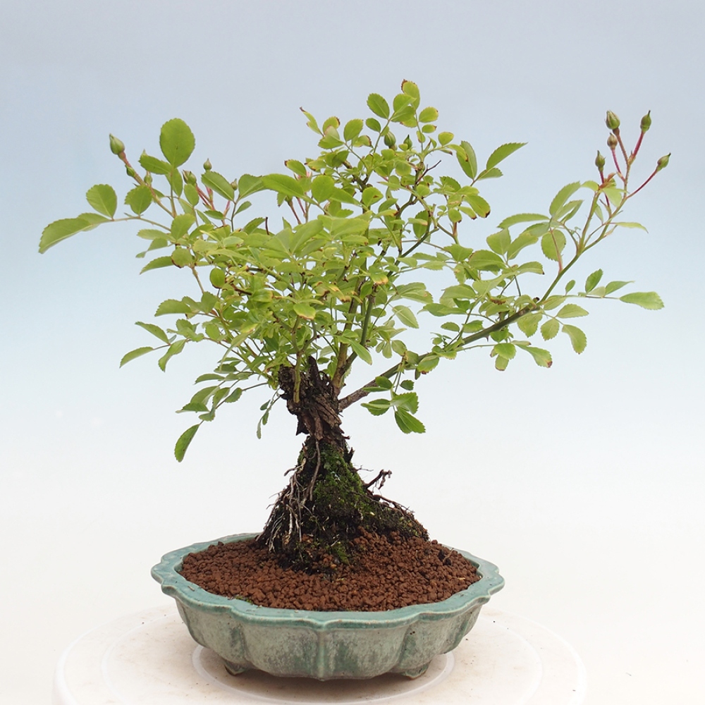 Outdoor bonsai - Rosa Kordes -  rose