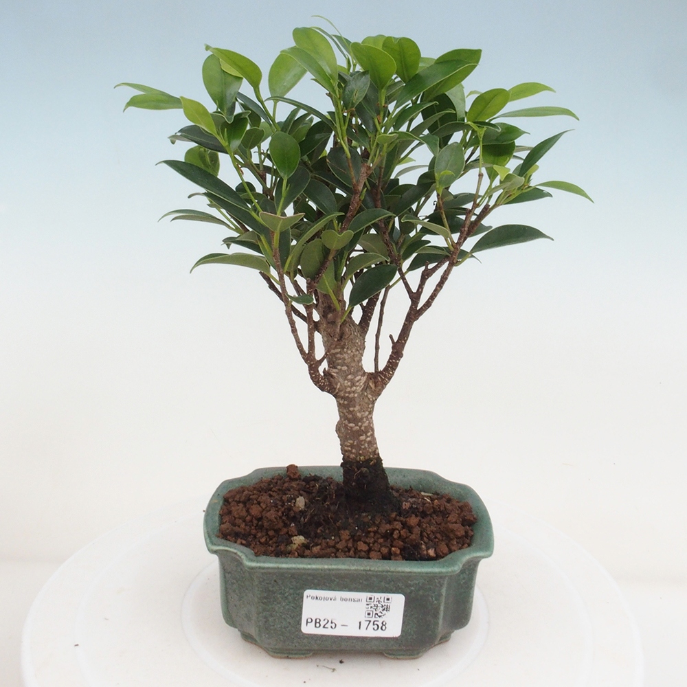 Indoor bonsai - Small-leaved ficus - Ficus kimmen